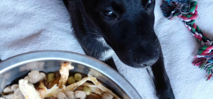alimentation du chiot
