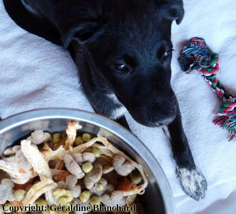 Mon chiot a la diarrhée : est-ce l&rsquo;alimentation ?