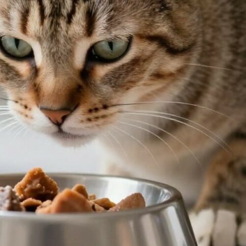 changer l'alimentation du chat