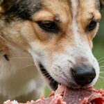 barf pour chien