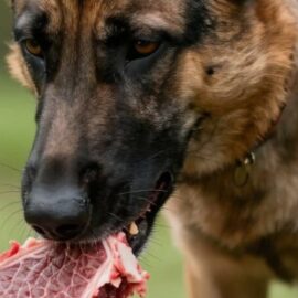 viande crue chien agressif