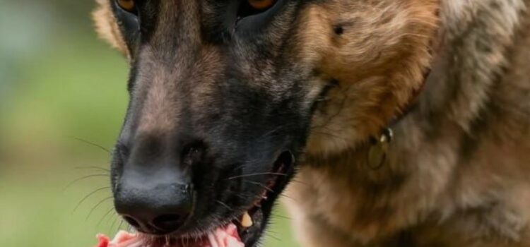 viande crue chien agressif