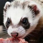 viande crue pour furet