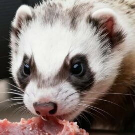 viande crue pour furet