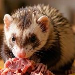 ration ménagère pour furet